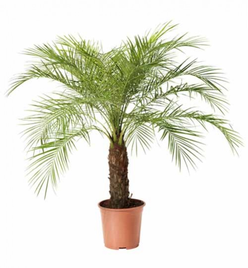 Phoenix palm - ফনিক্স পাম